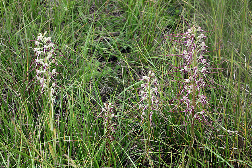Himantoglossum adriaticum – Adria-Riemenzunge